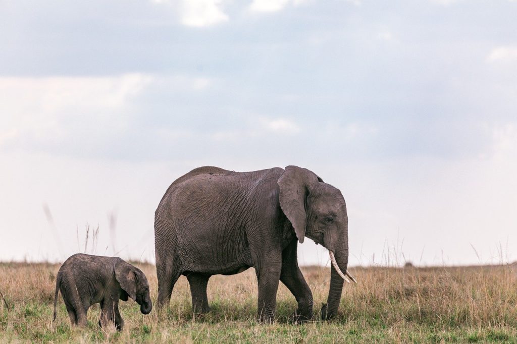 elephants, animals, pachyderms-6920466.jpg